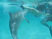 Frisky dolphin tries to have sex with hot wife in clear whater